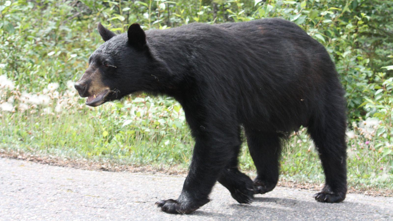 Northwest Wisconsin Leads Way in Resurgent Bear Hunt Season