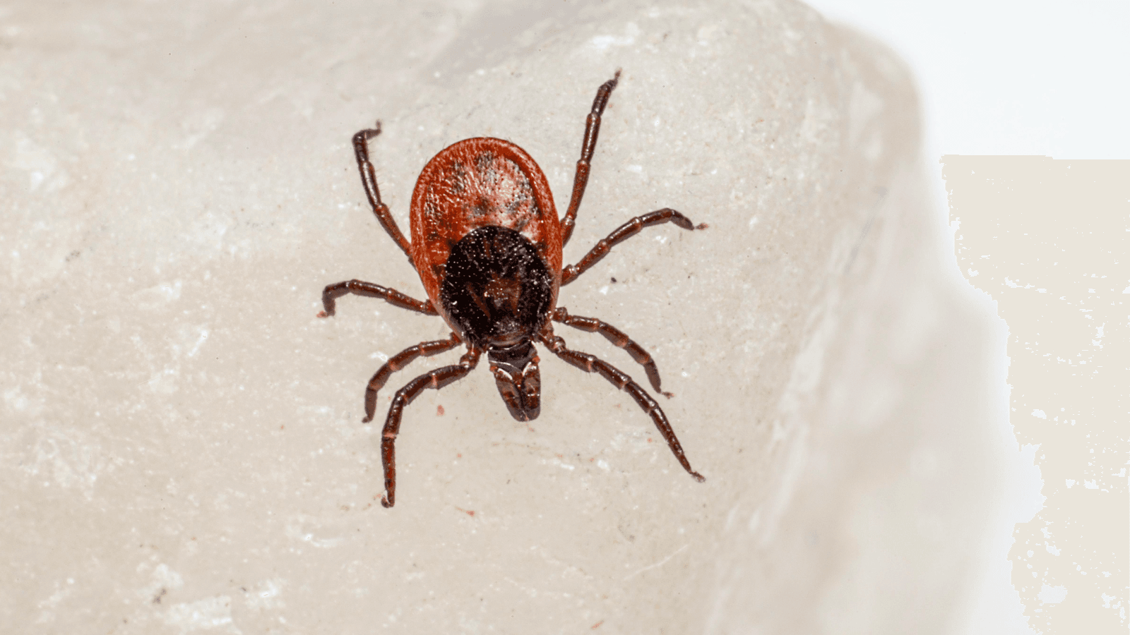 Wisconsin DHS Warns “Beware of Ticks!”