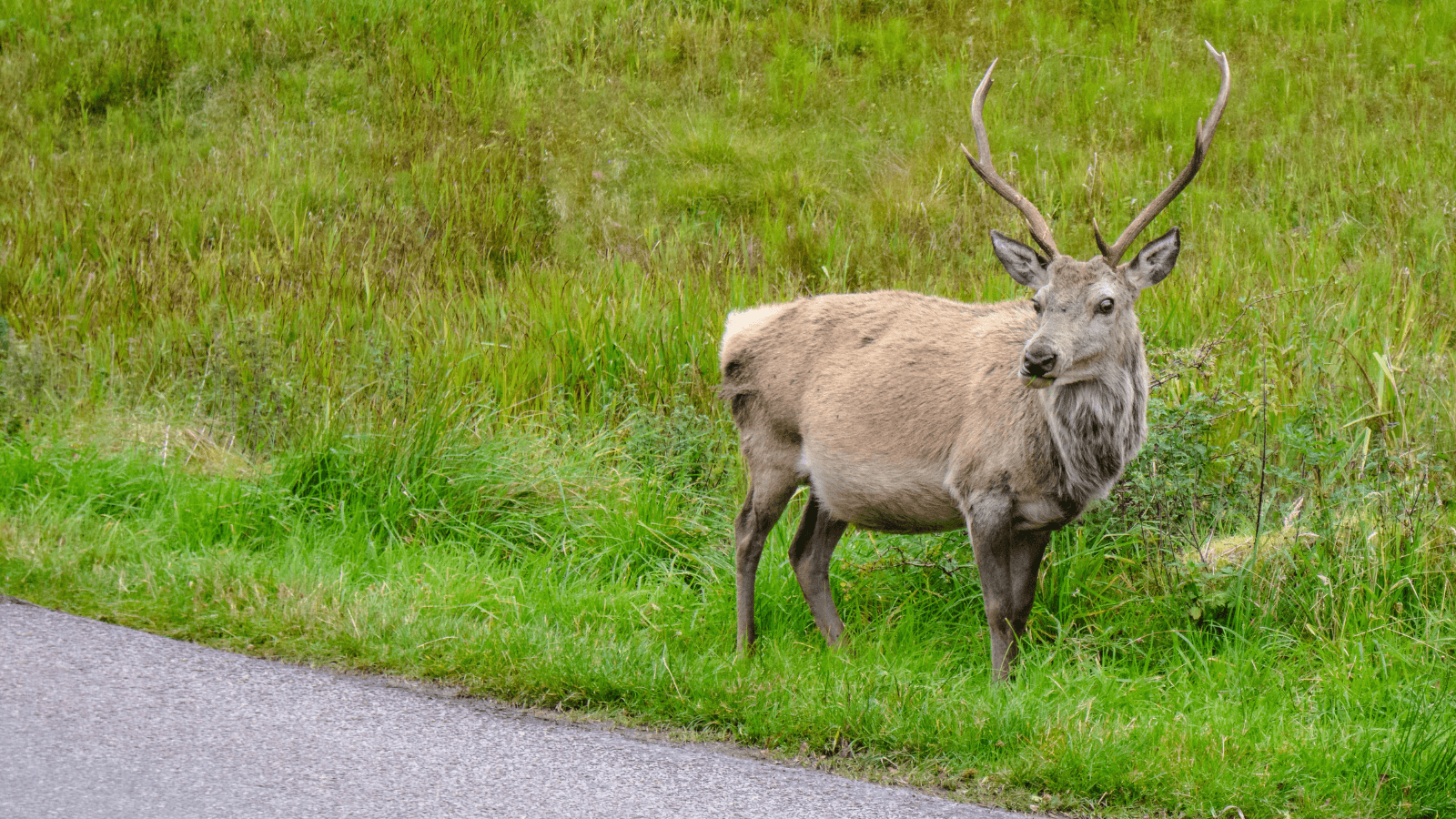 Watch out! Deer crashes increase in Spring